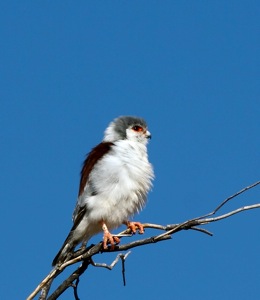 Pygmy Falcon female