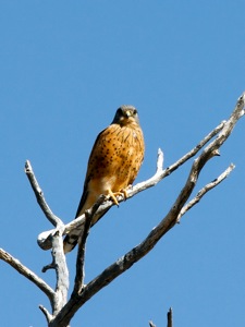 Rock Kestrel