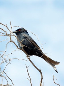 Fork-tailed Drongo