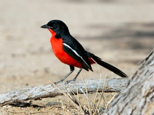 Crimson-breasted Shrike