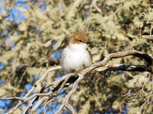 Marico Flycatcher