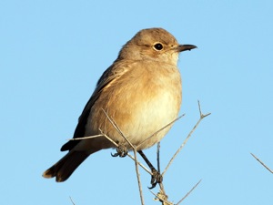 Chat Flycatcher