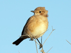 Bradornis mariquensis