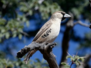 Sociable Weaver