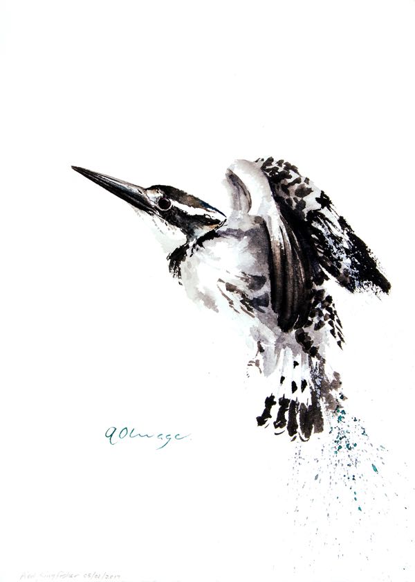 Pied Kingfisher