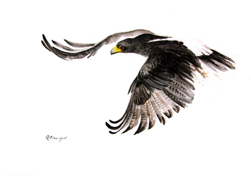 Verreaux’s Eagle