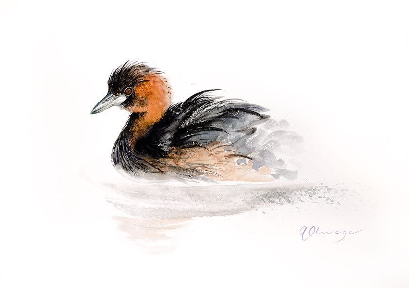 Little Grebe