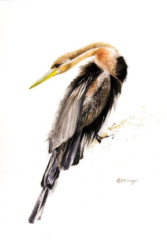 African Darter