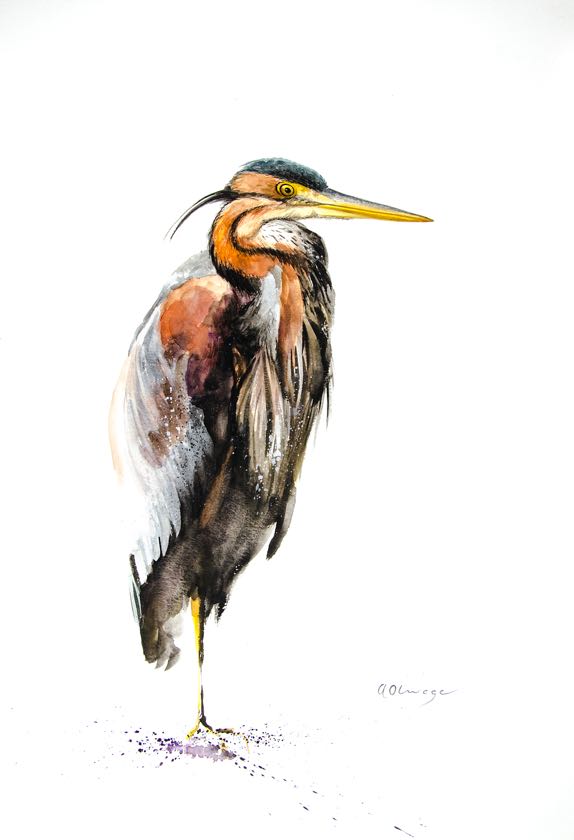 Purple Heron