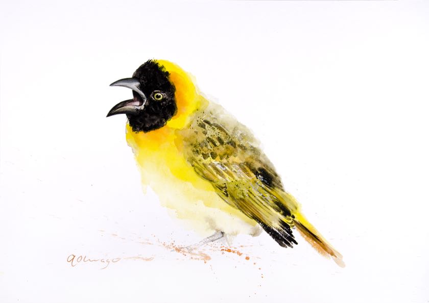 Lesser Masked Weaver