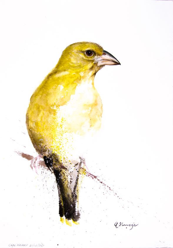 Cape Weaver female