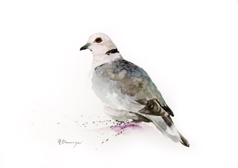 Red-Eyed Dove