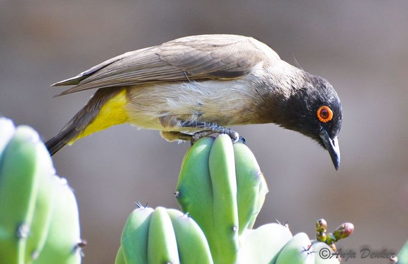 African Red-eyed Bulbul in our garden