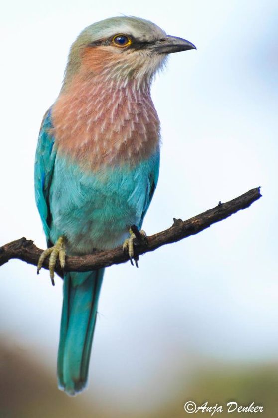 Lilac-breasted Roller juvenile