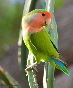  Rosy-faced Lovebird