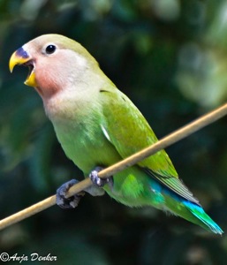 Rosy-faced Lovebird juvenile