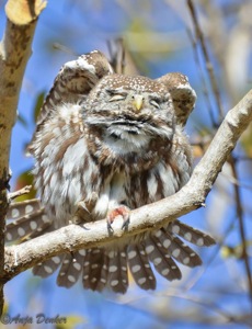 Pearl-spotted owlet stretching