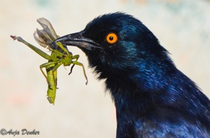 Glossy Starling with prey