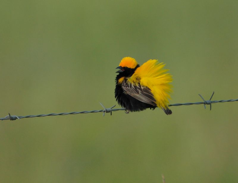 Yellow-crowned Bishop