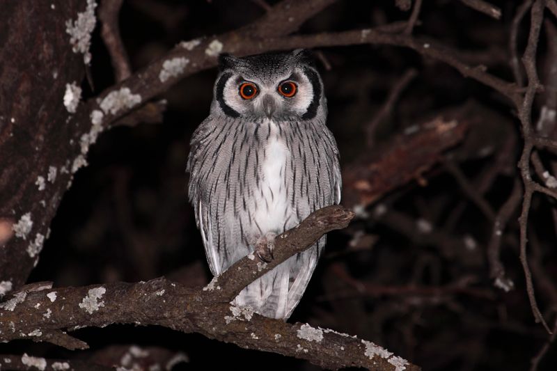Southern White-faced Scops-Owl