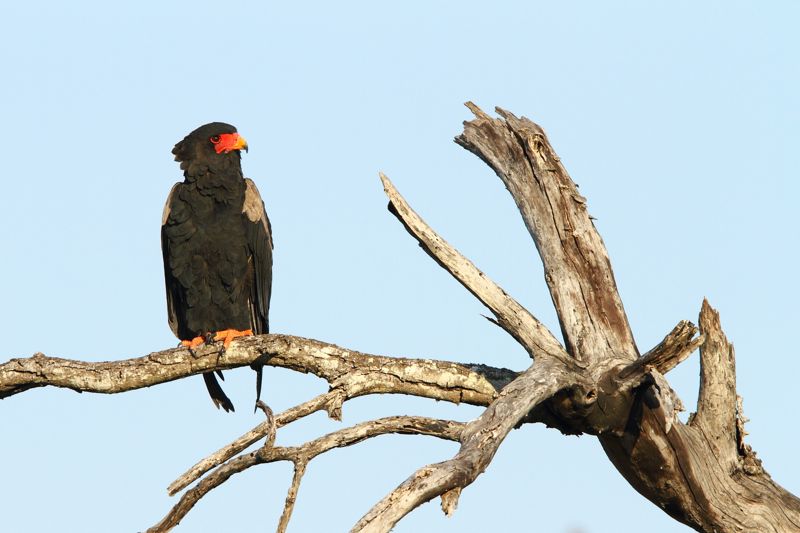 Bateleur