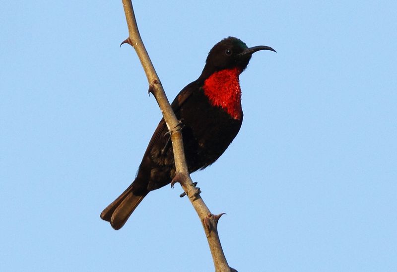 Scarlet-chested Sunbird
