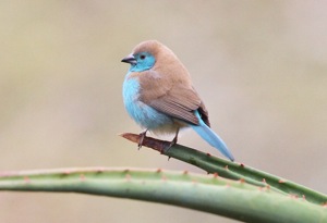 Blue Waxbill