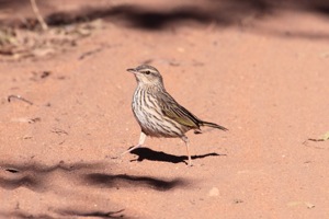 Striped Pipit