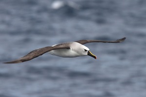 Atlantic Yellow-nosed Albatross 