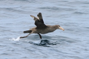 Northern Giant-Petrel