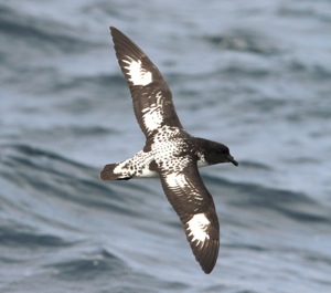 Pintado Petrel