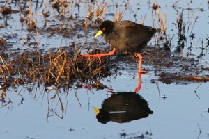 Black Crake