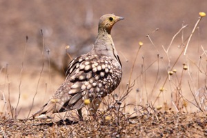 Namaqua Sandgrouse