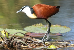 African Jacana