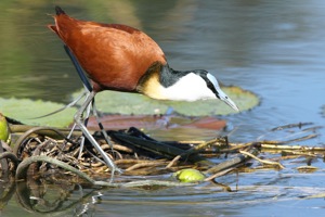 African Jacana