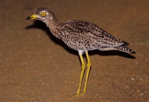 Spotted Thick-knee