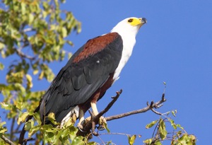 African Fish-Eagle