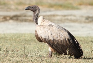 White-backed Vulture