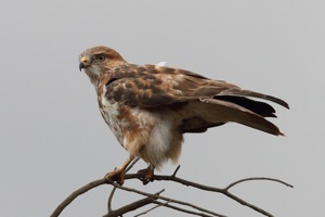 Forest Buzzard