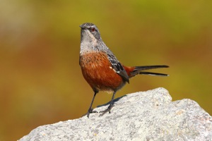 Cape Rock-jumper female