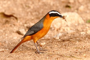 White-browed Robin-Chat with beak full of termite alates