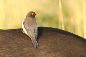 Red-billed Oxpecker with Buffalo
