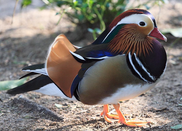 Mandarin Duck