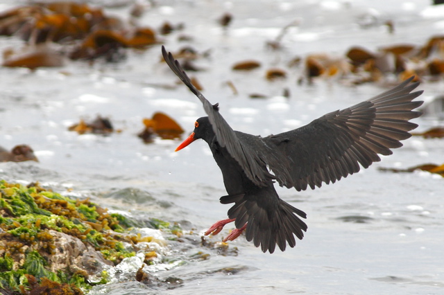 Haematopus moquini