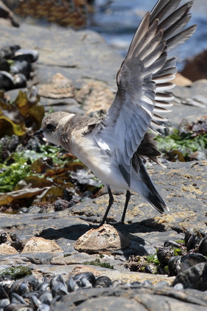 Kittlitz's Plover