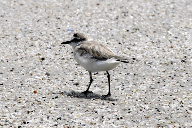 White-fronted Plover