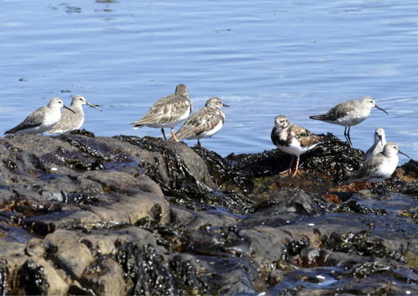 Ruddy Turnstone and Curlew Sandpiper