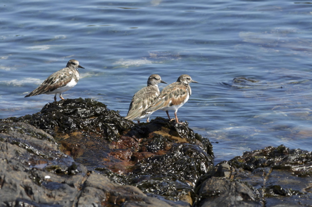 Ruddy Turnstone