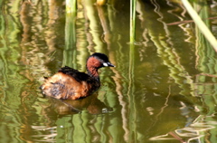 Little Grebe