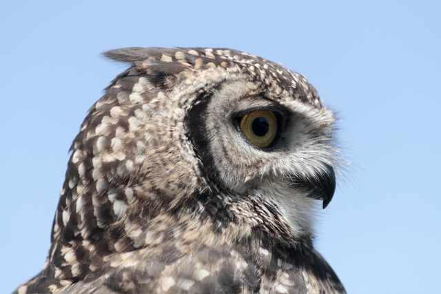 Spotted Eagle-Owl